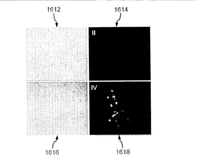 5951909-バクテリオファージＴ４ＤＮＡパッケージングマシンを用いた遺伝子およびタンパク質のインビトロおよびインビボ送達 図000017