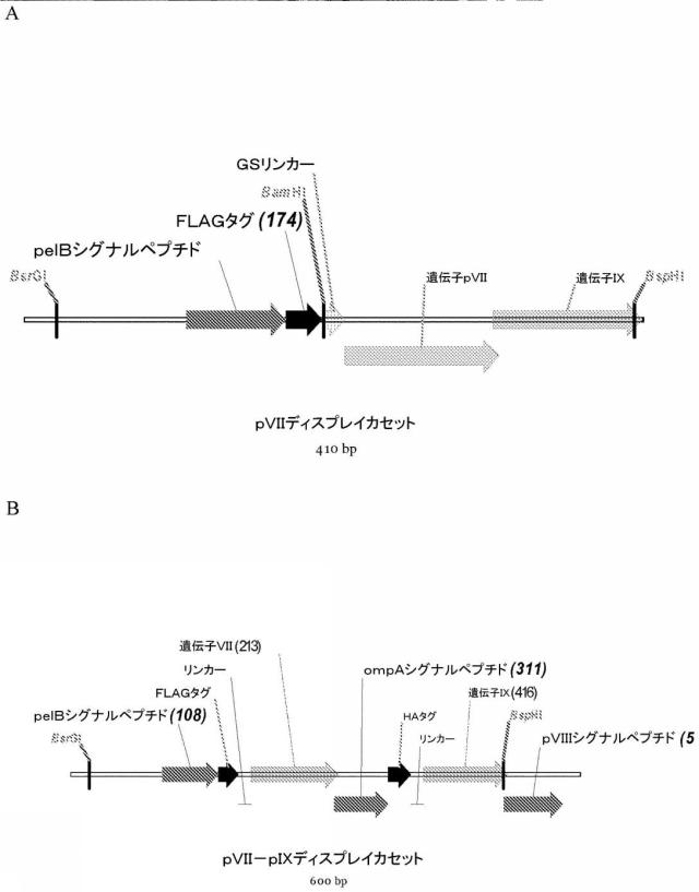 5955773-改善された細菌膜タンパク質分泌 図000017