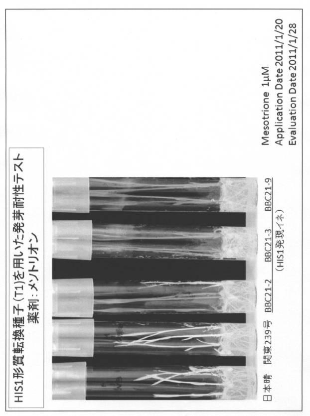 5977605-４−ＨＰＰＤ阻害剤に対する感受性を判定する方法 図000017