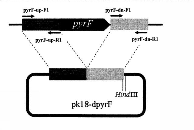 6046334-プライマーセット及び相同性組み換え方法 図000017