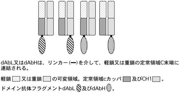 6106640-二重特異性抗体の融合体 図000017