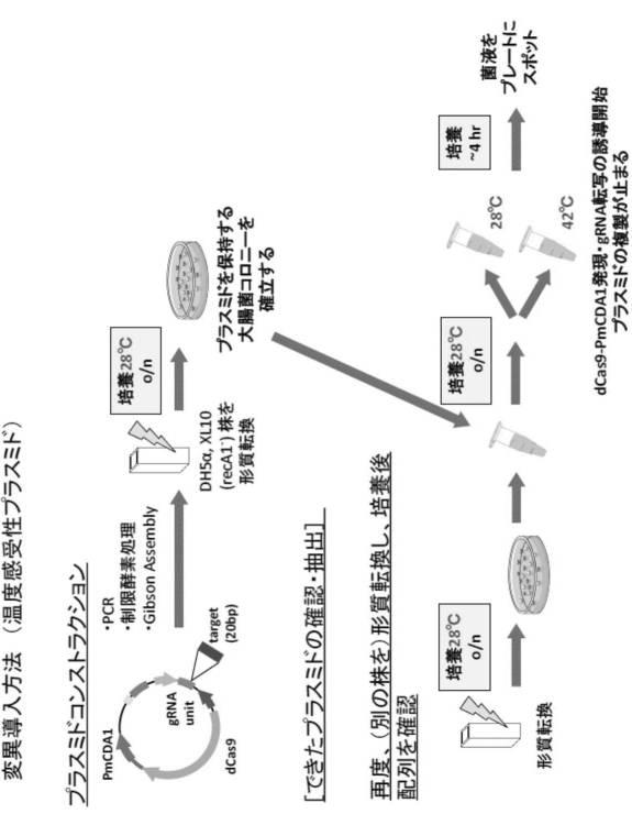 6206893-標的化したＤＮＡ配列の核酸塩基を特異的に変換するゲノム配列の改変方法及びそれに用いる分子複合体 図000017