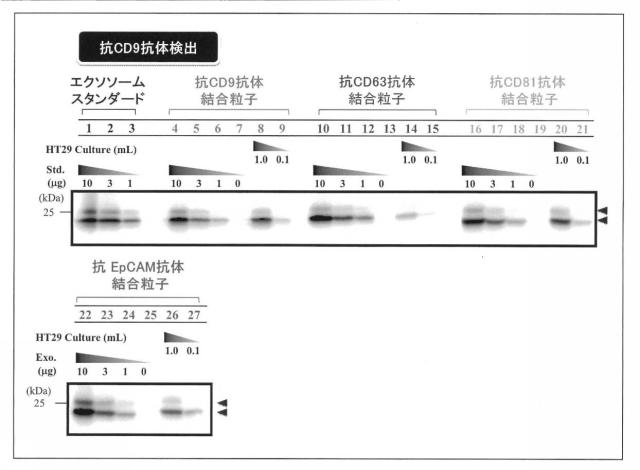 6255035-分離方法、検出方法、シグナル測定方法、疾患の判定方法、疾患治療薬の薬効評価方法、キット及び液状組成物 図000017