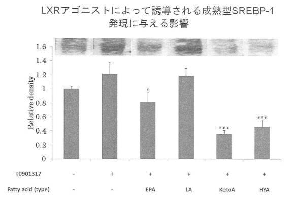 6340523-希少脂肪酸を含む代謝改善剤 図000017