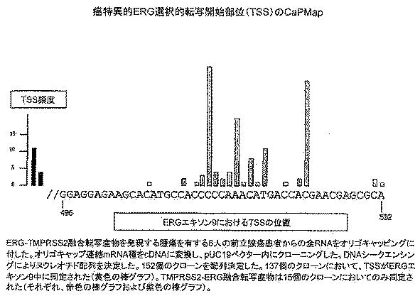 6383743-ＥＲＧ遺伝子発現における前立腺癌特異的変化ならびにそれらの変化に基づく検出および治療方法 図000017