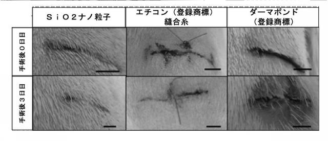 6437552-組織表面及び材料を接着する方法、並びにその生物医学的使用 図000017