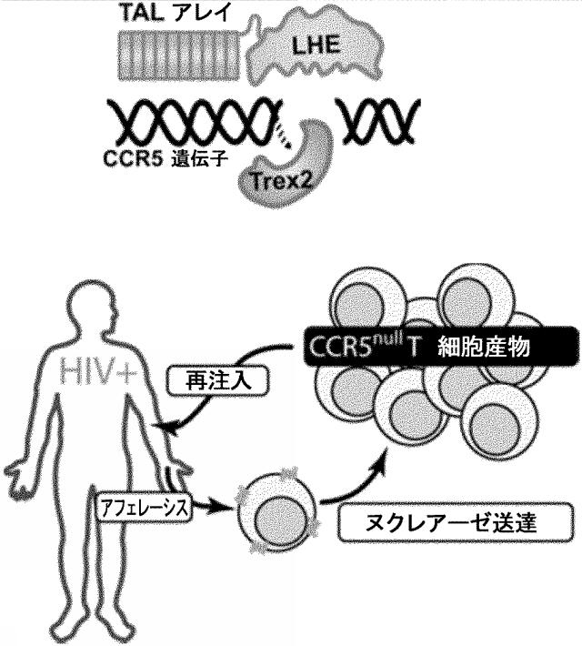 6488283-Ｃ−Ｃケモカイン受容体５型（ＣＣＲ５）遺伝子を開裂するＬＡＧＬＩＤＡＤＧホーミングエンドヌクレアーゼおよびその用途 図000017