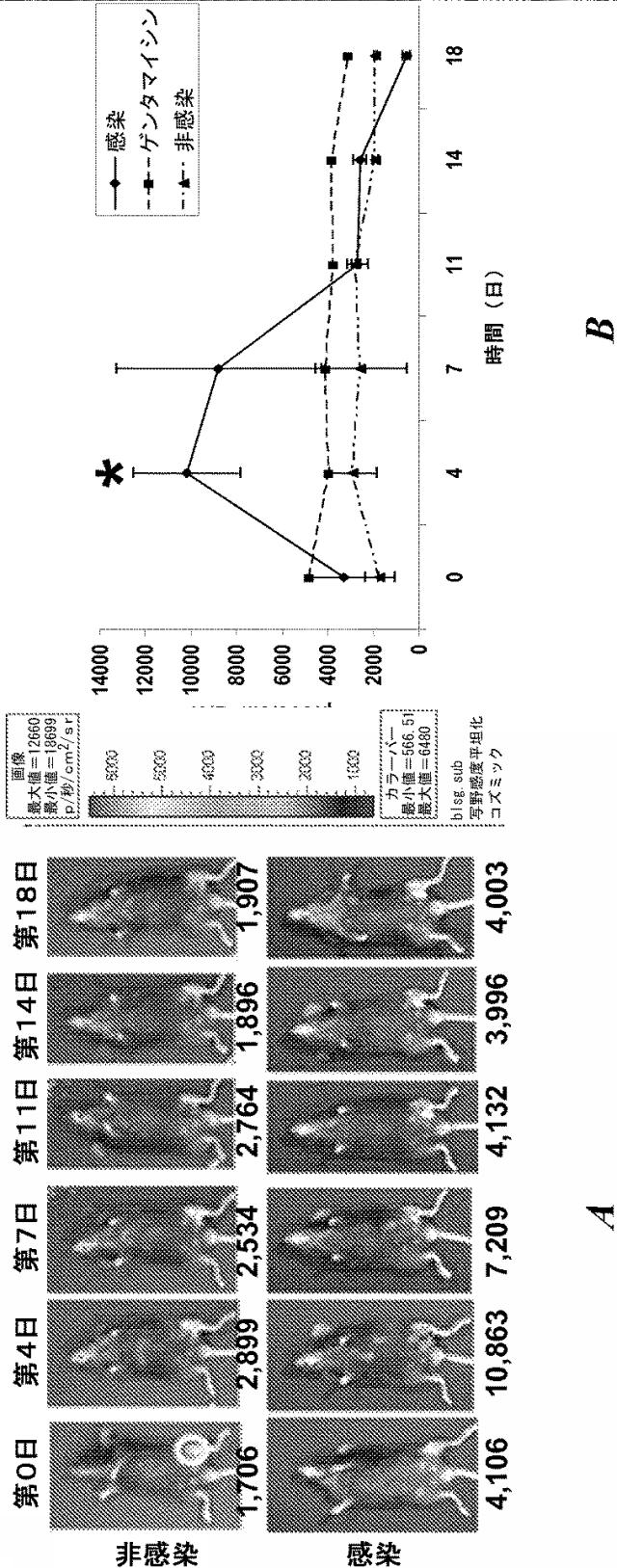 6559302-黄色ブドウ球菌（Ｓｔａｐｈｙｌｏｃｏｃｃｕｓ  ａｕｒｅｕｓ）感染症に対する抗グルコサミニダーゼ受動免疫処置 図000017