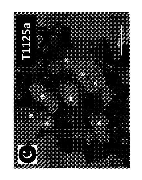 6559665-骨誘導性リン酸カルシウムを製造する方法及びそうして得られる製品 図000017