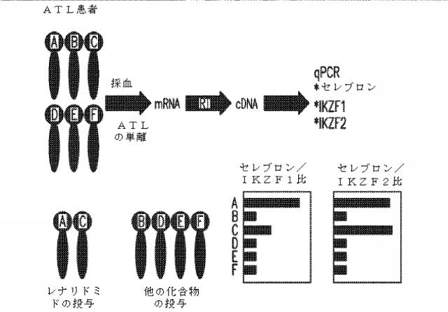 6585737-セレブロン関連タンパク質の比を使用してがんの治療のための薬物の有効性を決定するための方法 図000017