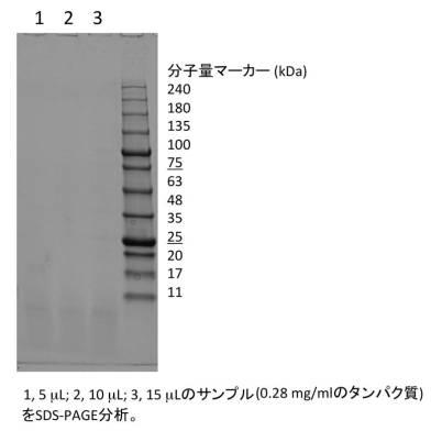 6616328-エルゴチオネインの産生方法 図000017