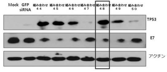 6727381-ＨＰＶ感染に係わる癌の治療用組成物 図000017