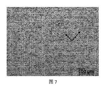 6783871-向上された弾性率を有する軽量鋼、鋼板およびその製造方法 図000017