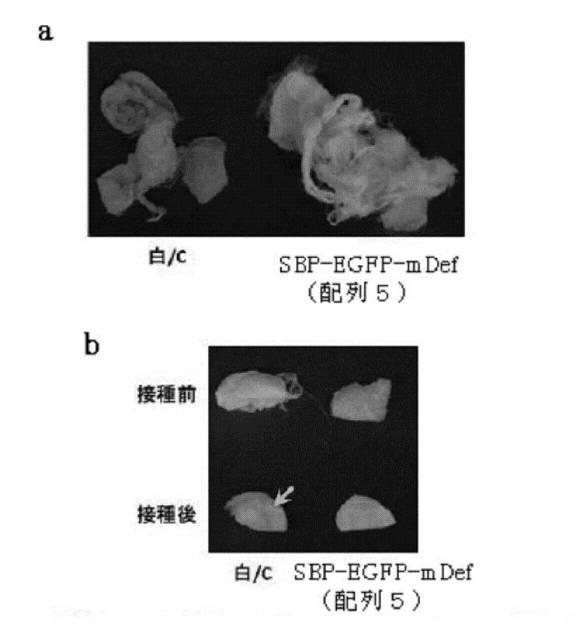 6810470-融合タンパク質を含むシルク繊維及び該シルク繊維の製造方法 図000017