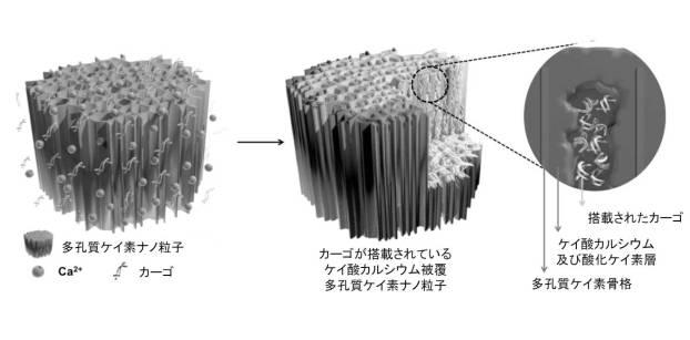 6894423-融合性リポソーム被覆多孔質ケイ素ナノ粒子 図000017