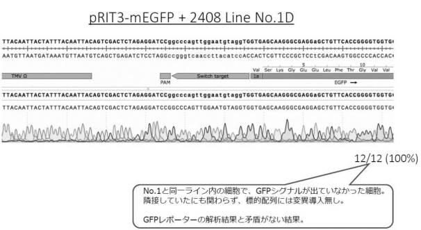 6923205-標的化したＤＮＡ配列の核酸塩基を特異的に変換する、単子葉植物のゲノム配列の変換方法、及びそれに用いる分子複合体 図000017