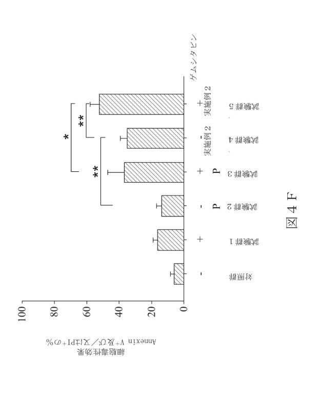 6929928-ＨＬＡ−Ｇ特異的キメラ抗原受容体、核酸、ＨＬＡ−Ｇ特異的キメラ抗原受容体発現プラスミド、ＨＬＡ−Ｇ特異的キメラ抗原受容体発現細胞及び癌治療用の医薬組成物 図000017