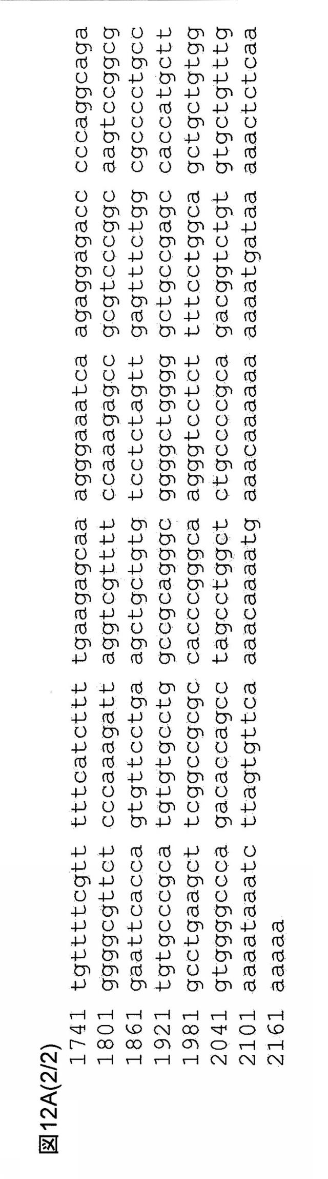 5802197-心血管疾患における予後診断マーカーとしてのＢＩＮ１ 図000018