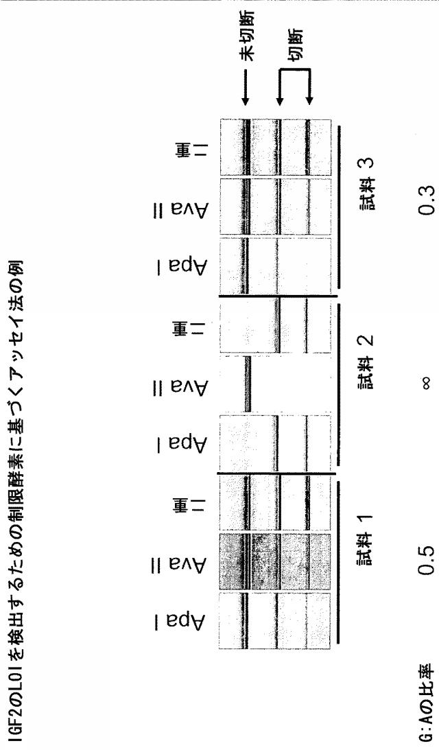 5902843-ＩＧＦ２遺伝子の対立遺伝子特異的な発現を判定するための一塩基多型ならびに新規および公知の多型の組み合わせ 図000018