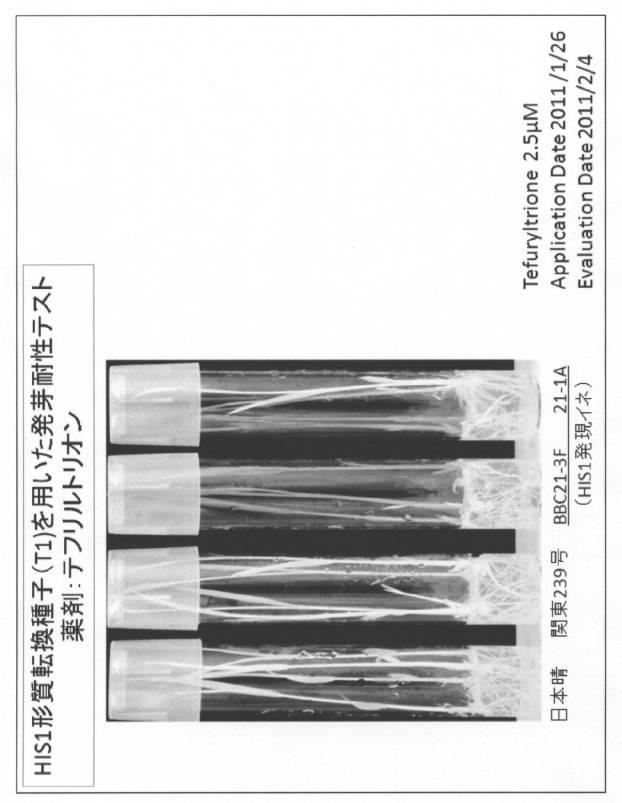 5977605-４−ＨＰＰＤ阻害剤に対する感受性を判定する方法 図000018