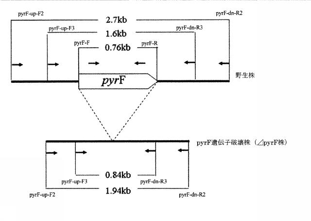 6046334-プライマーセット及び相同性組み換え方法 図000018