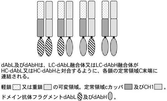 6106640-二重特異性抗体の融合体 図000018