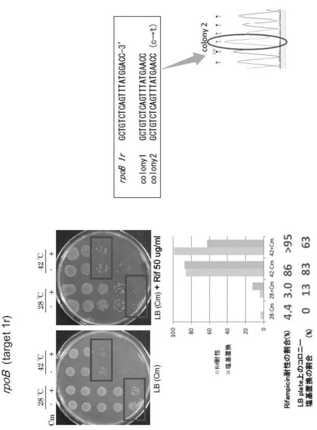 6206893-標的化したＤＮＡ配列の核酸塩基を特異的に変換するゲノム配列の改変方法及びそれに用いる分子複合体 図000018