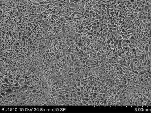 6253839-エステル系エラストマー発泡成形体、その用途及びエステル系エラストマー発泡粒子 図000018