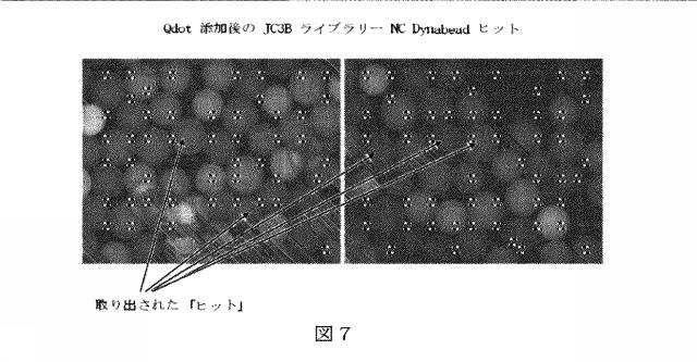 6412798-リガンドライブラリーを用いた診断および処置方法 図000018