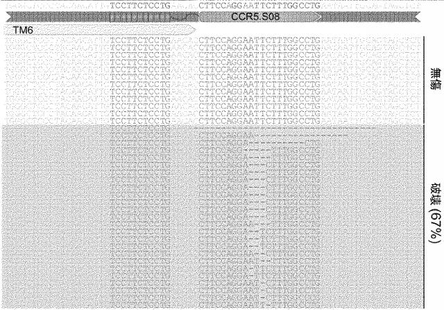 6488283-Ｃ−Ｃケモカイン受容体５型（ＣＣＲ５）遺伝子を開裂するＬＡＧＬＩＤＡＤＧホーミングエンドヌクレアーゼおよびその用途 図000018