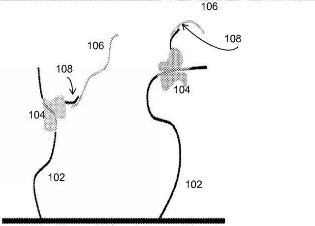 6585046-電気的方法を用いた分子分析物のデジタル分析の方法 図000018