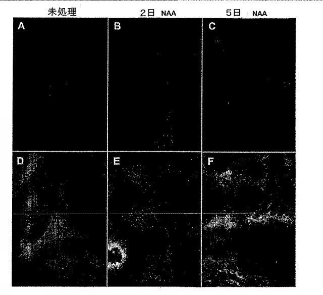 6595041-ＰＤＸ１発現背側及び腹側前腸内胚葉 図000018