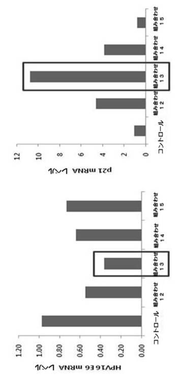 6727381-ＨＰＶ感染に係わる癌の治療用組成物 図000018