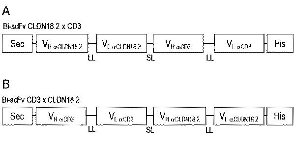 6799101-クローディンを発現するガン疾患を処置するための剤 図000018