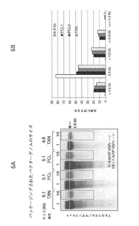 6878299-オーバーサイズアデノ随伴ベクターの産生 図000018