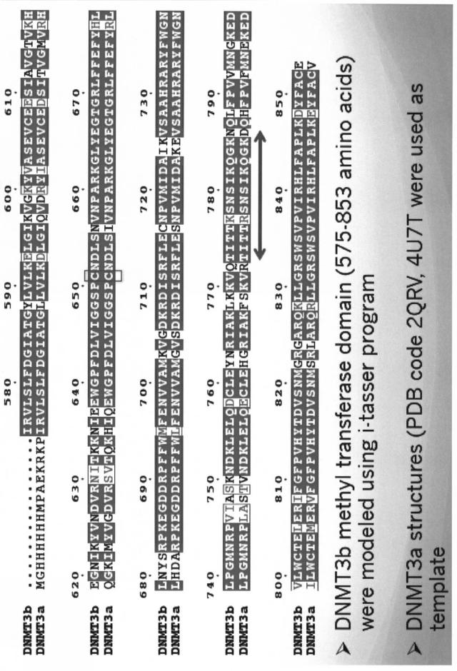 6887640-ＤＮＭＴのＳ−ニトロシル化阻害剤、がん治療薬及びそのスクリーニング方法 図000018