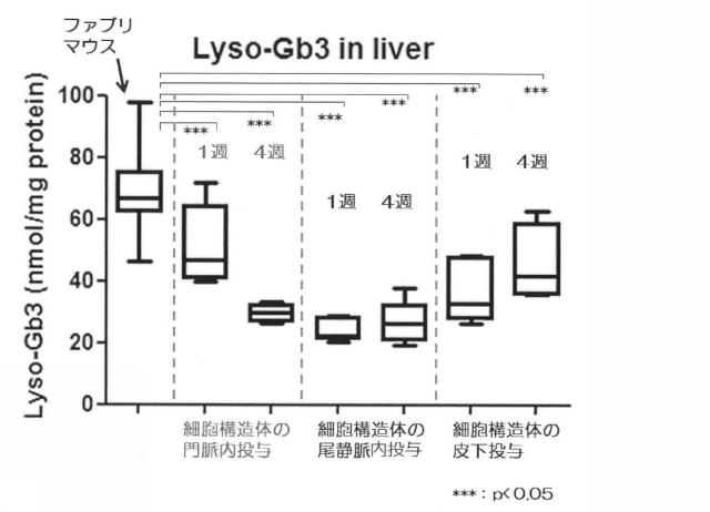 6903295-ライソゾーム病処置剤 図000018