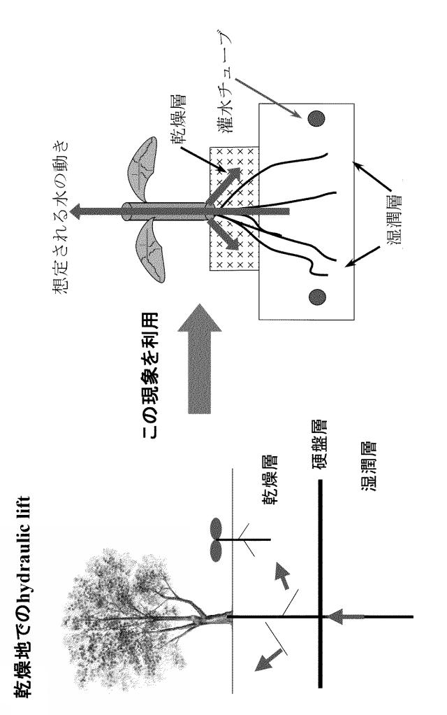 5668249-栽培容器、及び高糖度のトマトの栽培方法 図000019