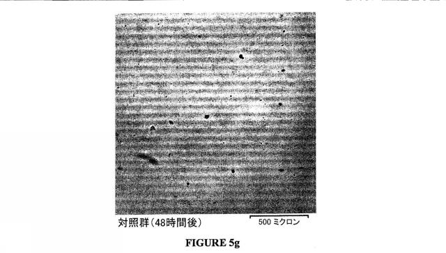 5701783-表面の生物活性特性を改善する方法とこの方法によって改善された表面をもつ物体 図000019