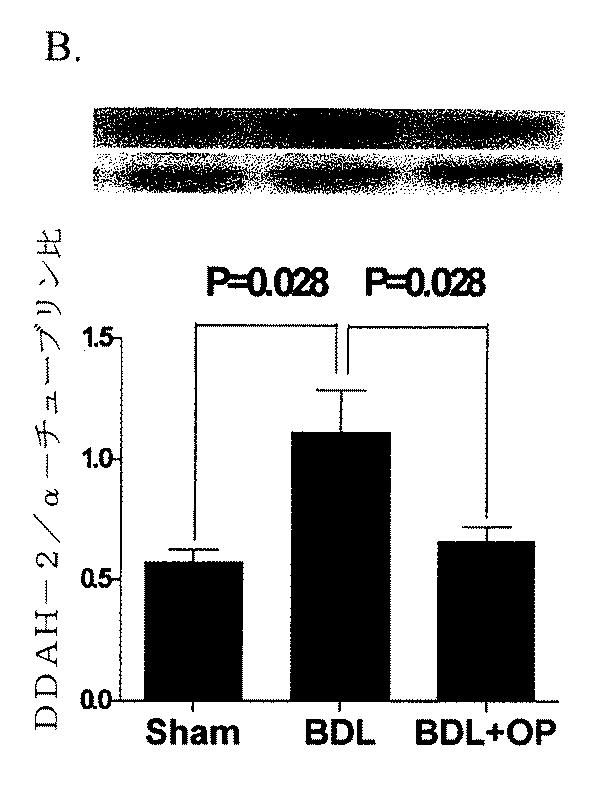 5749255-Ｌ−オルニチンフェニル酢酸塩を用いる門脈圧亢進の治療及び肝機能の修復 図000019