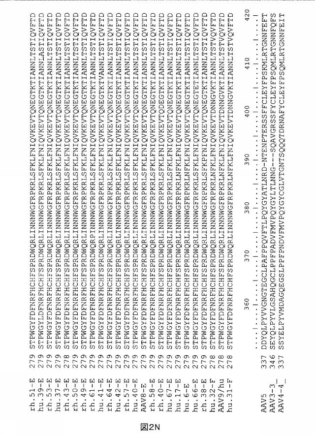 5797397-アデノ随伴ウイルス（ＡＡＶ）の同源系統群（クレイド）、配列、それらを含有するベクターおよびそれらの用途 図000019