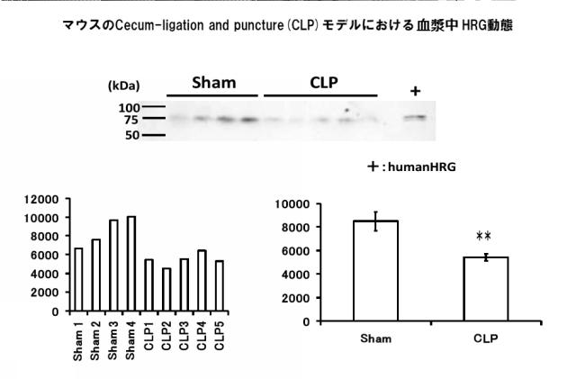 5807937-好中球活性化に起因する疾患の治療薬、治療方法及び検査方法 図000019