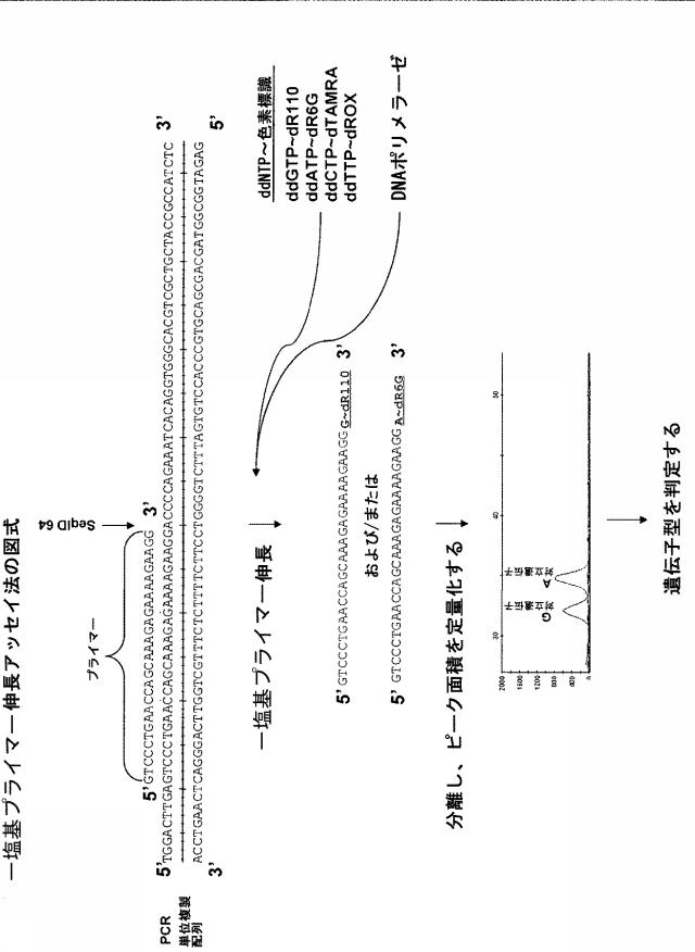 5902843-ＩＧＦ２遺伝子の対立遺伝子特異的な発現を判定するための一塩基多型ならびに新規および公知の多型の組み合わせ 図000019