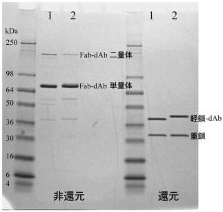 6106640-二重特異性抗体の融合体 図000019