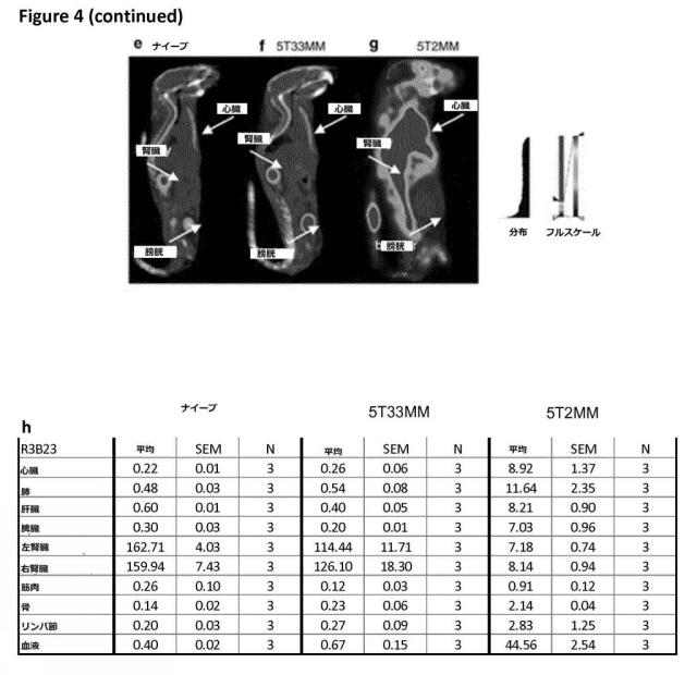 6289733-癌の予防及び／又は治療に用いるための放射標識抗体断片 図000019