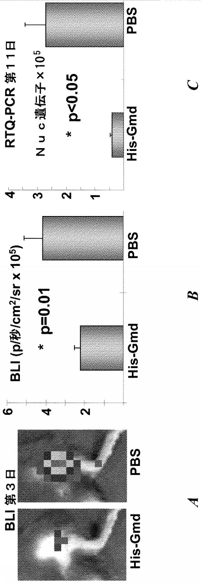 6559302-黄色ブドウ球菌（Ｓｔａｐｈｙｌｏｃｏｃｃｕｓ  ａｕｒｅｕｓ）感染症に対する抗グルコサミニダーゼ受動免疫処置 図000019