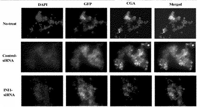 6609867-癌治療薬剤ならびに治療方法 図000019