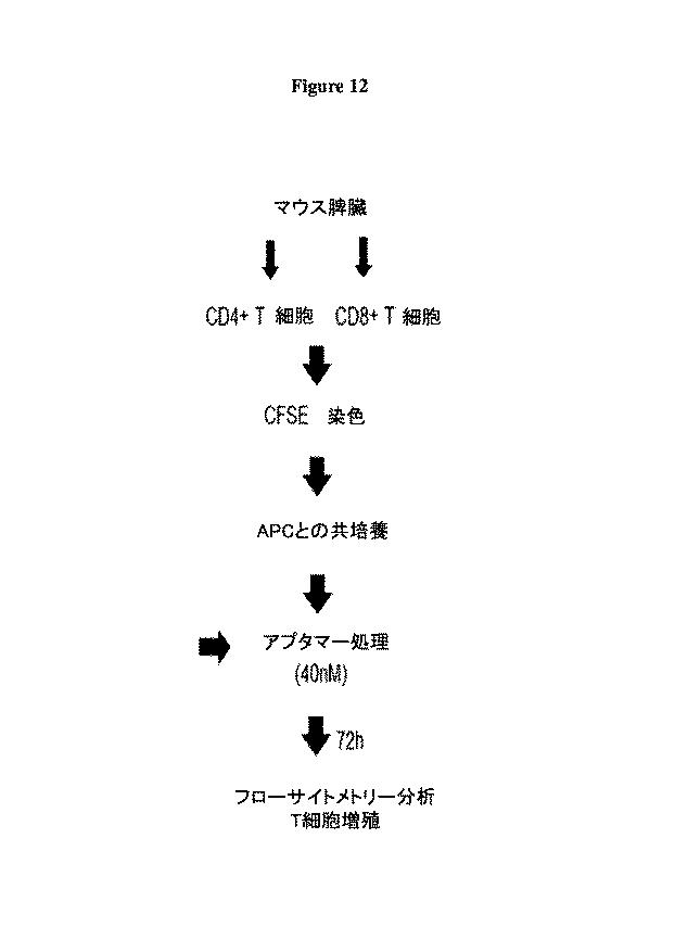 6680760-アンタゴニストＩＣ  ＰＤ−１アプタマー及びその癌治療関連用途への応用 図000019