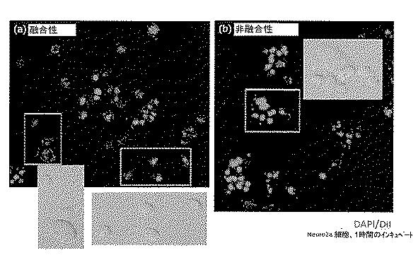 6894423-融合性リポソーム被覆多孔質ケイ素ナノ粒子 図000019