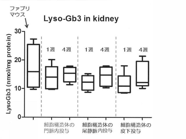 6903295-ライソゾーム病処置剤 図000019